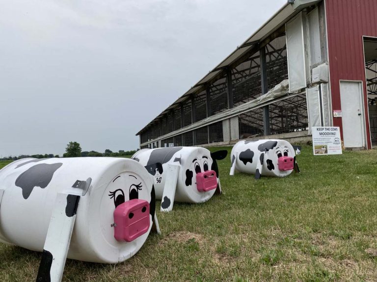 Keep the Cows Moooving