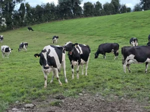 Christena Jenkins-Giffen - Ireland Exchange Part 1 - 2025