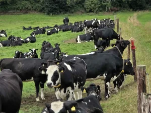 Christena Jenkins-Giffen - Ireland Exchange Part 1 - 2025