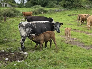 Christena Jenkins-Giffen - Ireland Exchange Part 1 - 2025