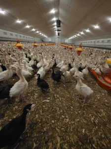 Christena Jenkins-Giffen - Ireland Exchange Part 1 - 2025