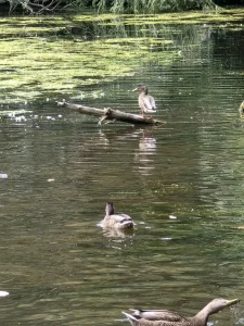 Christena Jenkins-Giffen - Ireland Exchange Part 2 - 2025