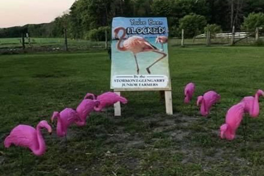 The Flamingo Project - JFAO