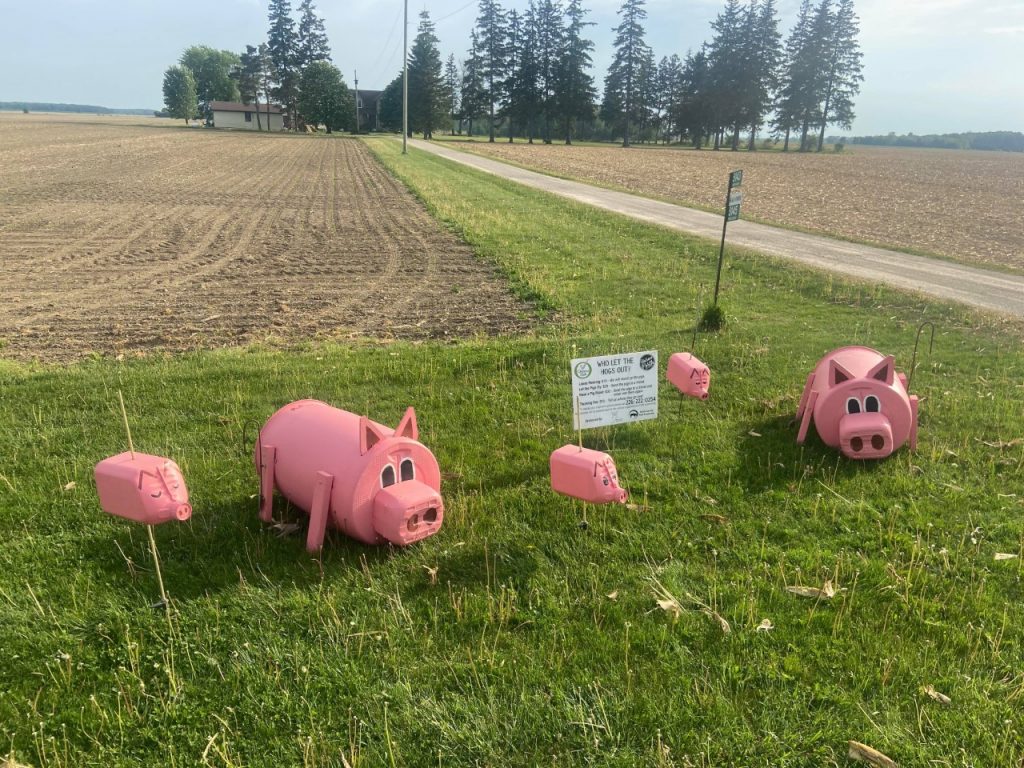 Pigs on the Lawn - Huron Perth