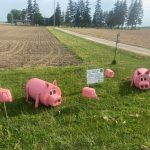 Pigs on the Lawn - Huron Perth