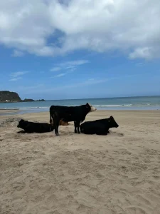 Cailen Bromley Northern Ireland Part 2 - 2025