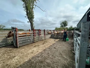 Cailen Bromley Northern Ireland Part 2 - 2025