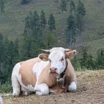 Hansford Mahon - Austria Exchange Part 1 - 2025