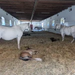 Hansford Mahon - Austria Exchange Part 1 - 2025