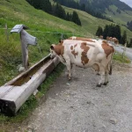 Hansford Mahon - Austria Exchange Part 3 - 2025