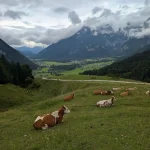 Hansford Mahon - Austria Exchange Part 3 - 2025